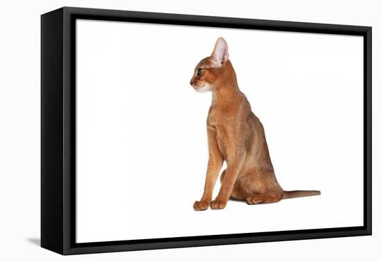 Abyssinian Cat-Fabio Petroni-Framed Premier Image Canvas