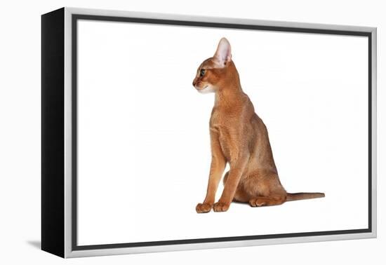 Abyssinian Cat-Fabio Petroni-Framed Premier Image Canvas