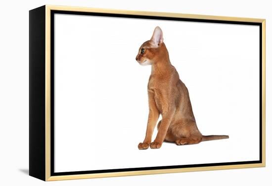 Abyssinian Cat-Fabio Petroni-Framed Premier Image Canvas