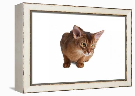 Abyssinian Cat-Fabio Petroni-Framed Premier Image Canvas