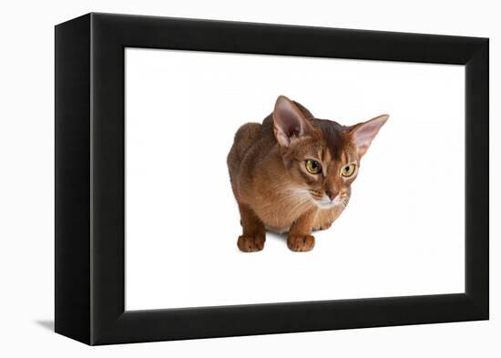 Abyssinian Cat-Fabio Petroni-Framed Premier Image Canvas