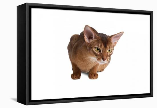 Abyssinian Cat-Fabio Petroni-Framed Premier Image Canvas