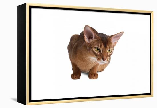 Abyssinian Cat-Fabio Petroni-Framed Premier Image Canvas