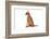 Abyssinian Cat-Fabio Petroni-Framed Photographic Print