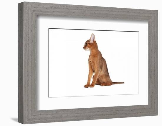 Abyssinian Cat-Fabio Petroni-Framed Photographic Print