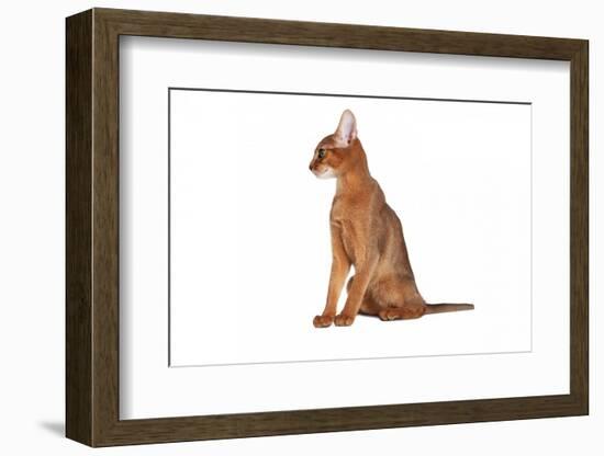 Abyssinian Cat-Fabio Petroni-Framed Photographic Print