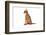 Abyssinian Cat-Fabio Petroni-Framed Photographic Print