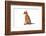 Abyssinian Cat-Fabio Petroni-Framed Photographic Print