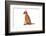 Abyssinian Cat-Fabio Petroni-Framed Photographic Print