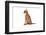 Abyssinian Cat-Fabio Petroni-Framed Photographic Print