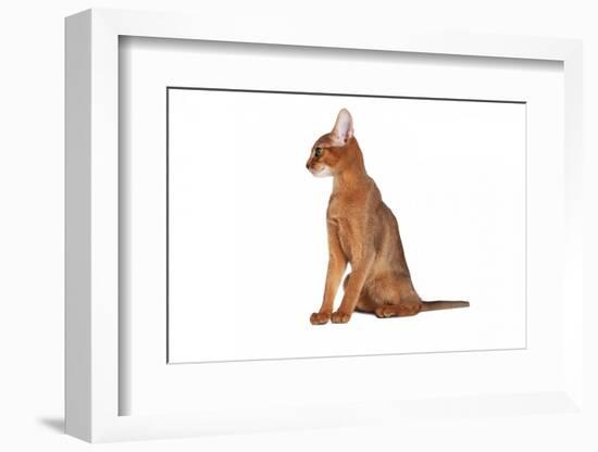 Abyssinian Cat-Fabio Petroni-Framed Photographic Print