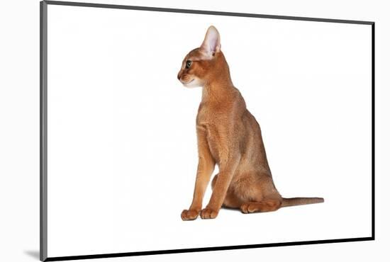 Abyssinian Cat-Fabio Petroni-Mounted Photographic Print