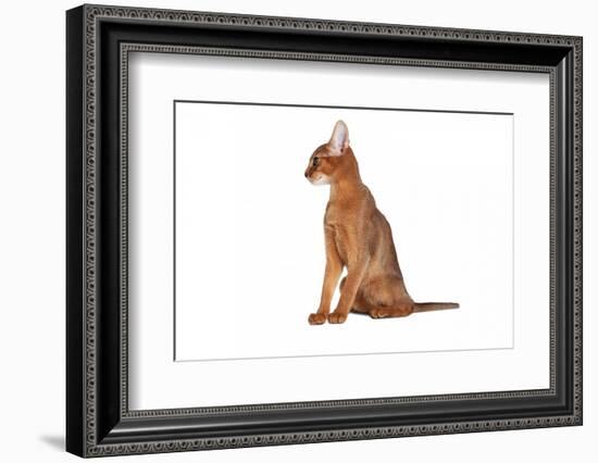 Abyssinian Cat-Fabio Petroni-Framed Photographic Print