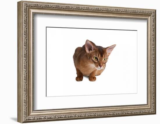 Abyssinian Cat-Fabio Petroni-Framed Photographic Print