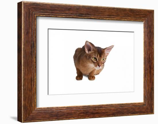 Abyssinian Cat-Fabio Petroni-Framed Photographic Print