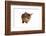 Abyssinian Cat-Fabio Petroni-Framed Photographic Print