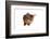 Abyssinian Cat-Fabio Petroni-Framed Photographic Print