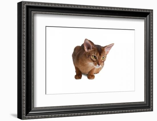 Abyssinian Cat-Fabio Petroni-Framed Photographic Print