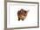 Abyssinian Cat-Fabio Petroni-Framed Photographic Print