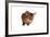 Abyssinian Cat-Fabio Petroni-Framed Photographic Print