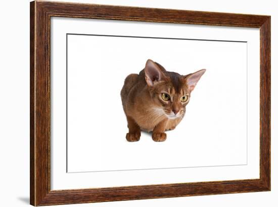 Abyssinian Cat-Fabio Petroni-Framed Photographic Print