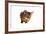 Abyssinian Cat-Fabio Petroni-Framed Photographic Print