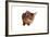 Abyssinian Cat-Fabio Petroni-Framed Photographic Print