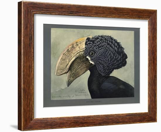 Abyssinian Crested Hornbill-null-Framed Giclee Print