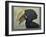 Abyssinian Crested Hornbill-null-Framed Giclee Print