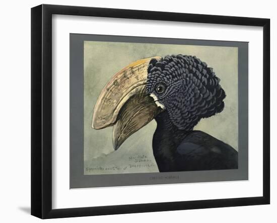 Abyssinian Crested Hornbill-null-Framed Giclee Print