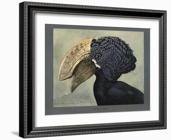 Abyssinian Crested Hornbill-null-Framed Giclee Print