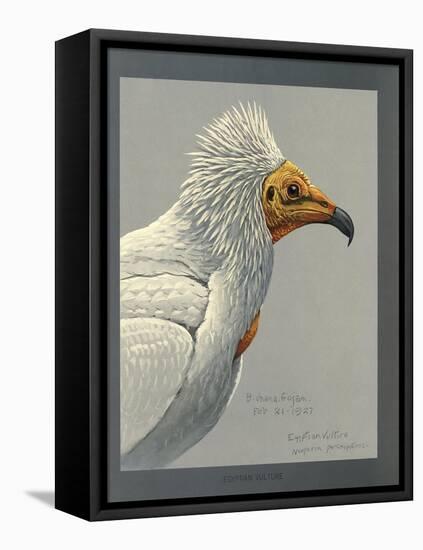 Abyssinian Egyptian Vulture-null-Framed Premier Image Canvas
