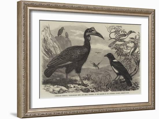 Abyssinian Hornbill-Thomas W. Wood-Framed Giclee Print