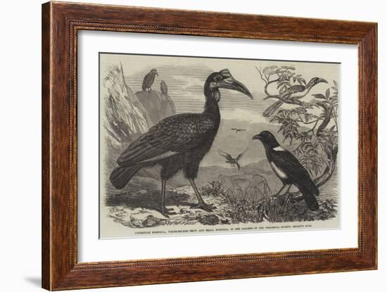 Abyssinian Hornbill-Thomas W. Wood-Framed Giclee Print