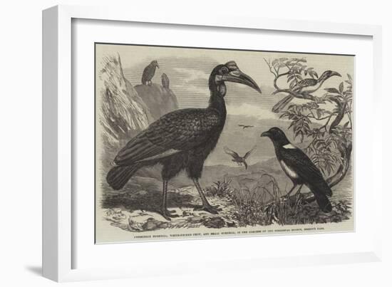 Abyssinian Hornbill-Thomas W. Wood-Framed Giclee Print