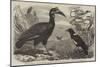 Abyssinian Hornbill-Thomas W. Wood-Mounted Giclee Print