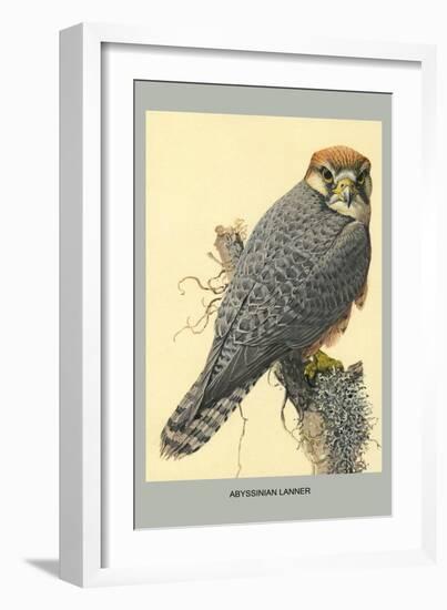 Abyssinian Lanner-Louis Agassiz Fuertes-Framed Premium Giclee Print