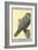 Abyssinian Lanner-Louis Agassiz Fuertes-Framed Art Print