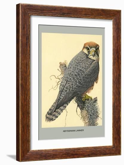 Abyssinian Lanner-Louis Agassiz Fuertes-Framed Art Print