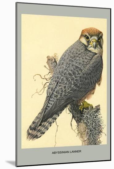 Abyssinian Lanner-Louis Agassiz Fuertes-Mounted Art Print