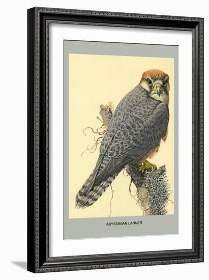 Abyssinian Lanner-Louis Agassiz Fuertes-Framed Art Print