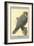 Abyssinian Lanner-Louis Agassiz Fuertes-Framed Art Print