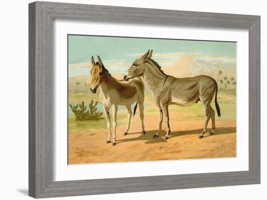 Abyssinian Male and Indian Onager Female-Samuel Sidney-Framed Art Print