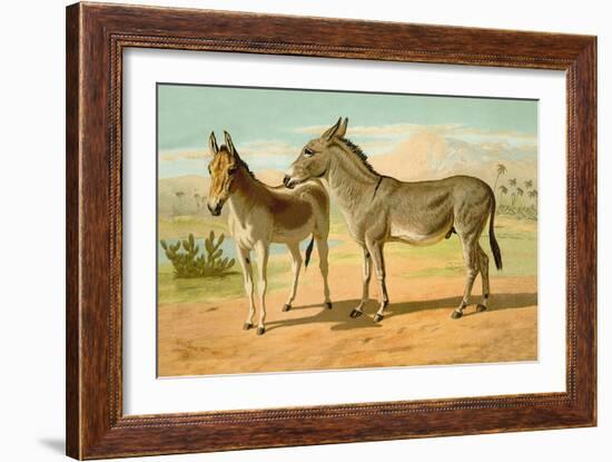 Abyssinian Male and Indian Onager Female-Samuel Sidney-Framed Art Print