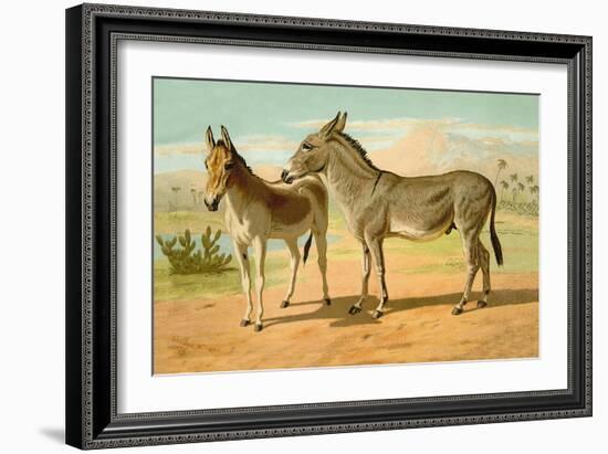 Abyssinian Male and Indian Onager Female-Samuel Sidney-Framed Art Print