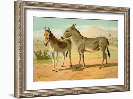 Abyssinian Male and Indian Onager Female-Samuel Sidney-Framed Art Print