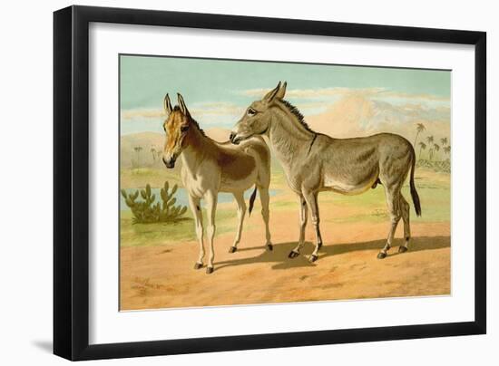 Abyssinian Male and Indian Onager Female-Samuel Sidney-Framed Art Print