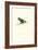 Abyssinian Parakeet - Agapornis Taranta-Edward Lear-Framed Premium Giclee Print