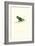 Abyssinian Parakeet - Agapornis Taranta-Edward Lear-Framed Art Print