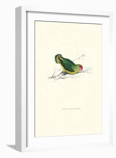 Abyssinian Parakeet - Agapornis Taranta-Edward Lear-Framed Art Print